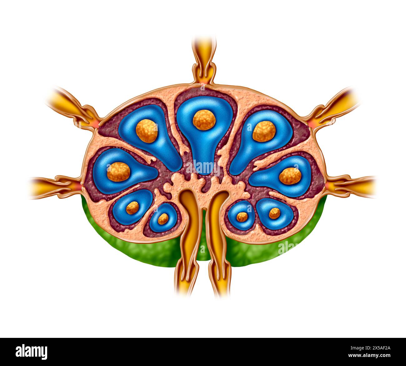 Lymph Node Anatomy as a cross section of the gland of the Lymphatic system function concept and immune system or lymphoid organ concept Stock Photo
