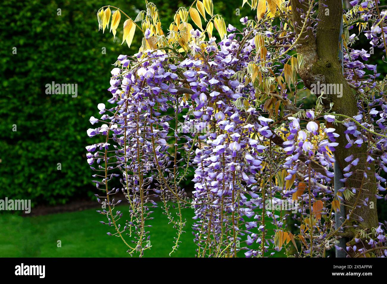 Closeup of the lilac white hanging flowers of the perennial garden ...