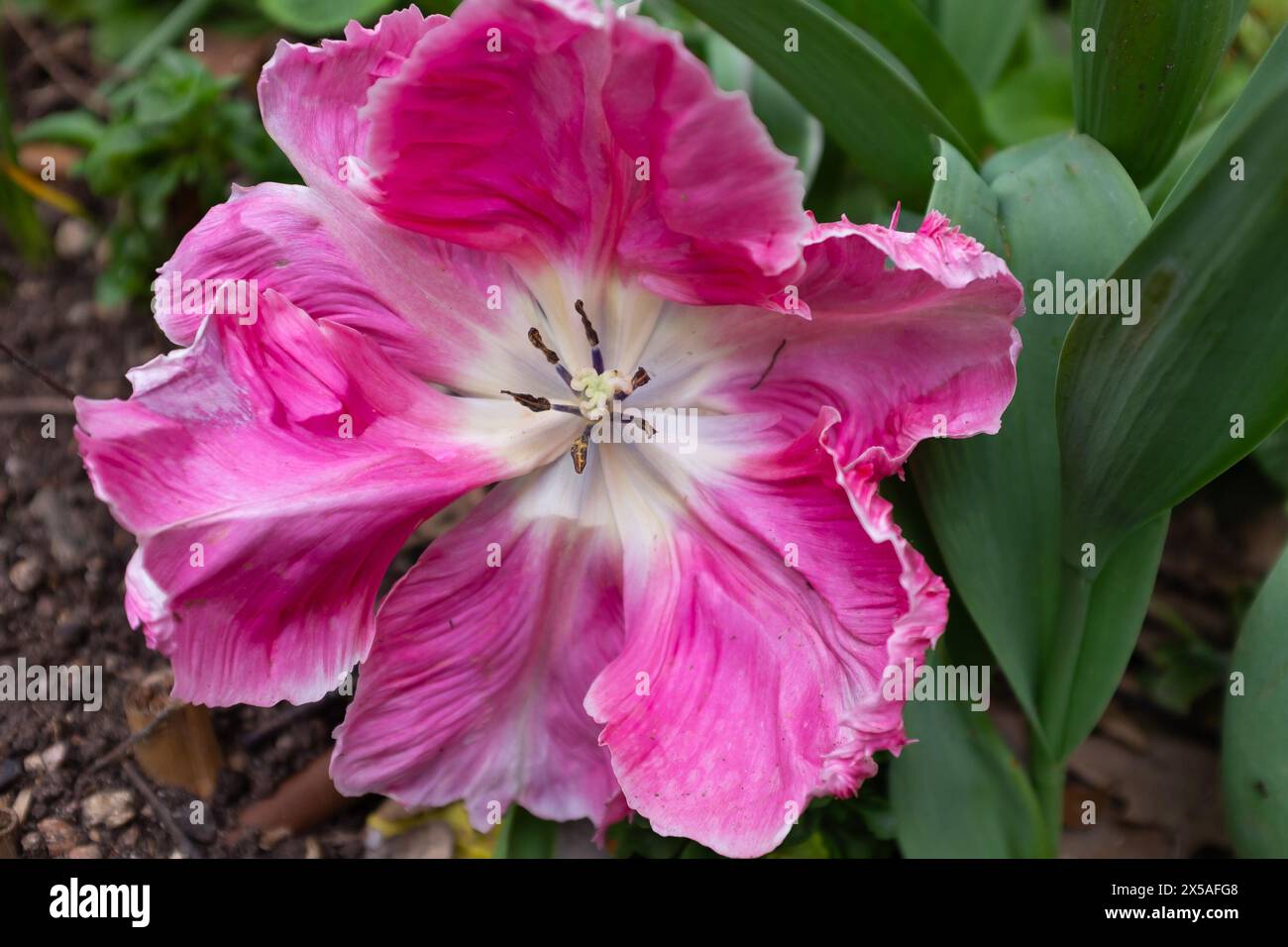 Top view of the curly and ruffled petals of a bright pink and white parrot tulip (Tulipa gesneriana) Stock Photo