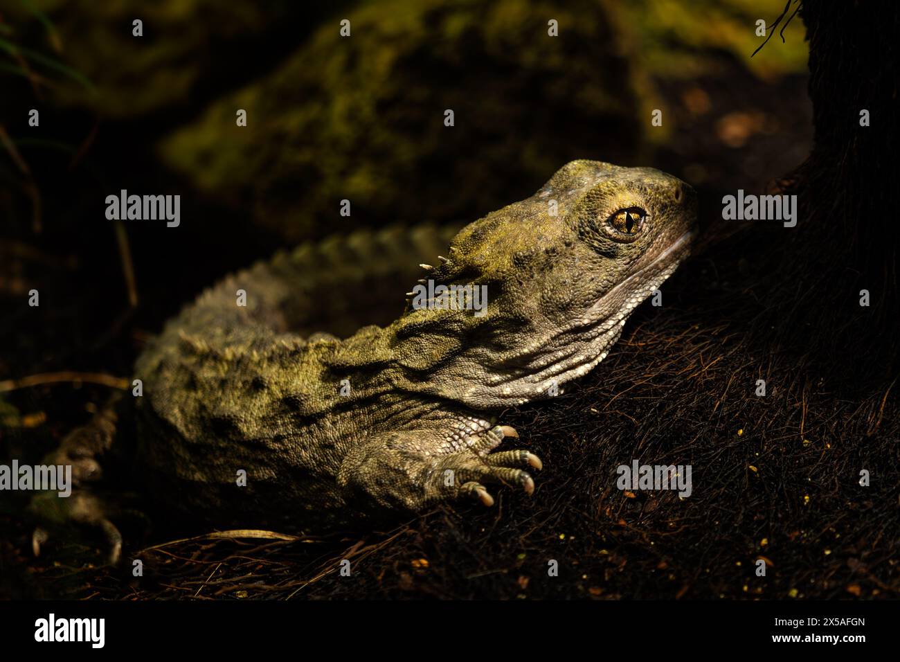 Tuatara - Sphenodon punctatus, unique large reptile called living fossil endemic to forests of New Zealand. Stock Photo