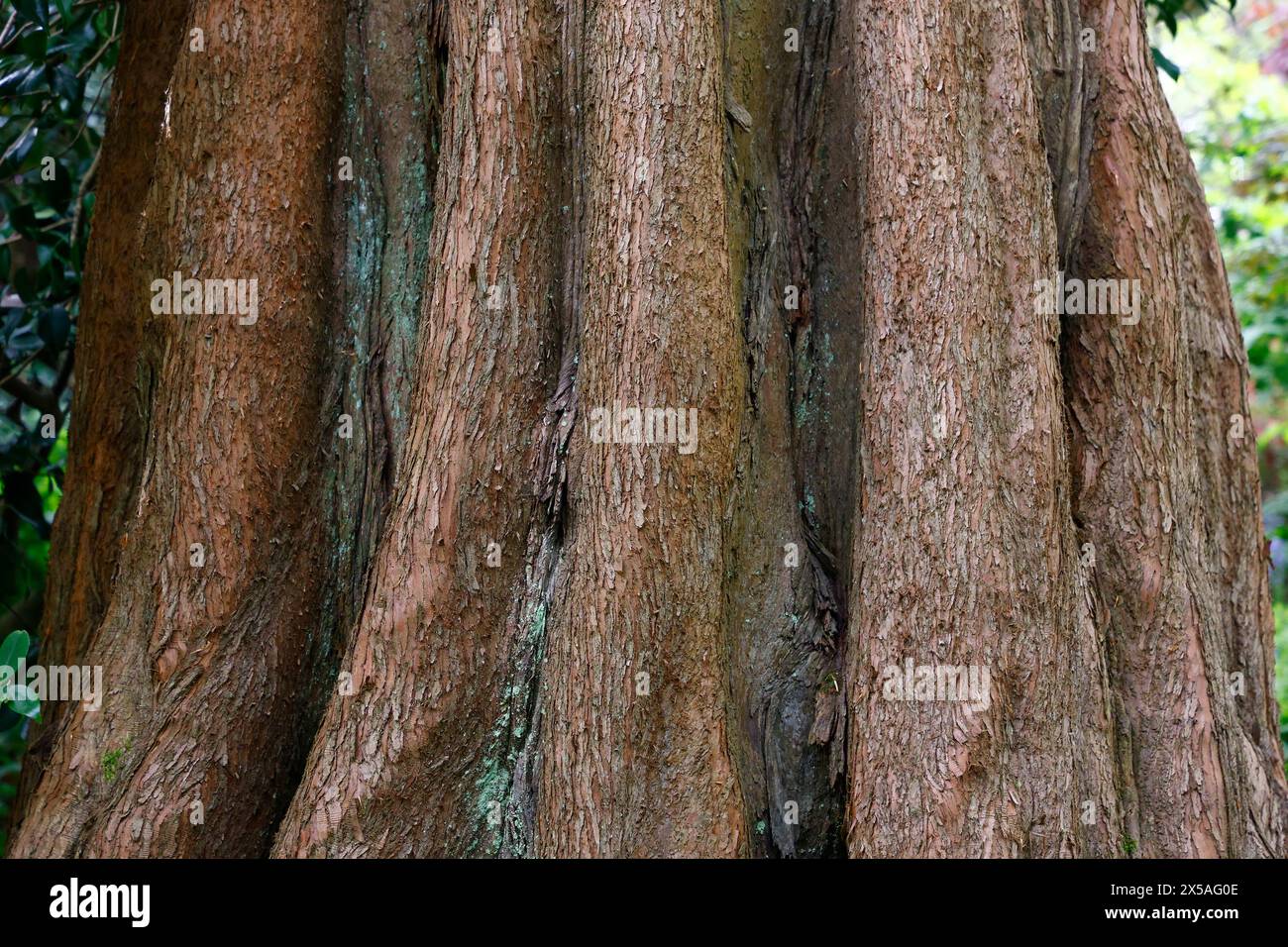 Closeup of the orange-brown bark of the dawn redwood conifer tree Metasequoia glyptostroboides. Stock Photo