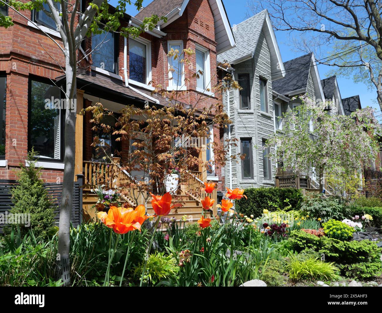 Residential neighborhood with tall narrow houses with gables and garden with spring flowers Stock Photo