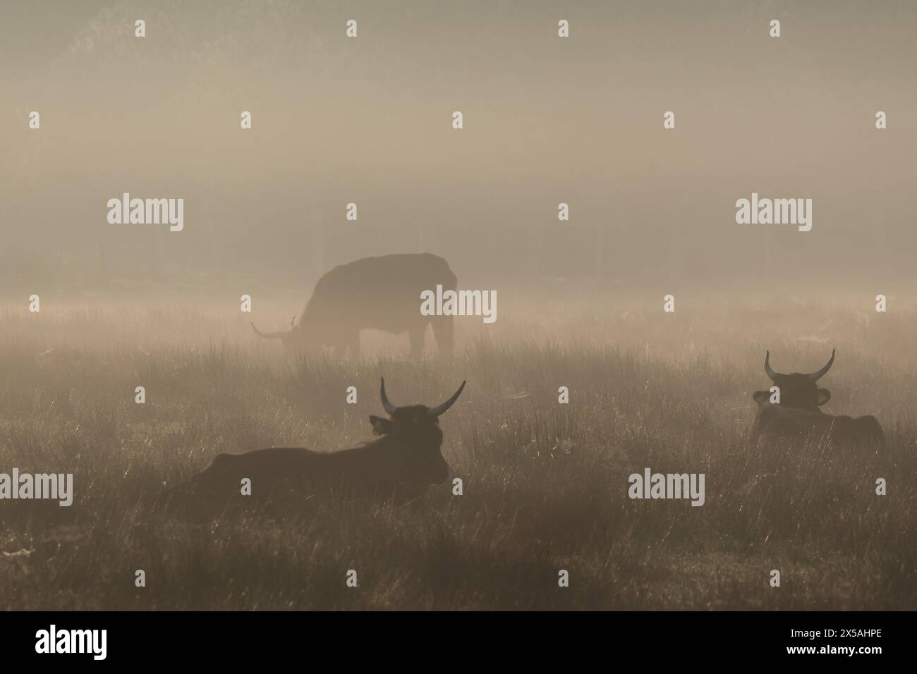 Heckrinder morgens im Nebel in den Rieselfelder Münster Stock Photo