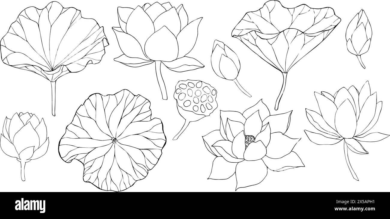 lotus flowers, leaves and buds black line art. Set of vector illustration. Outline floral drawing for for logo, tattoo, packaging design, compositions Stock Vector