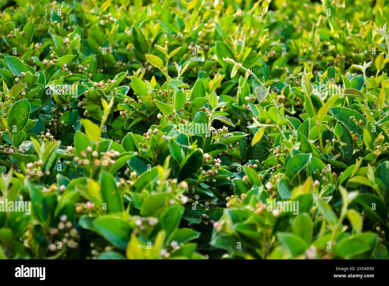 Lush green bush leaves hi-res stock photography and images - Alamy