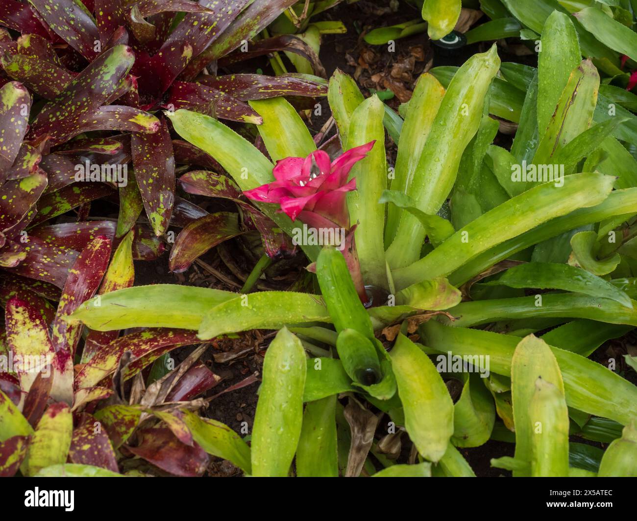 Close up pink bromeliad, Nidularium innocentii belongs to the Bromeliaceae family in Madeira Botanical Garden. Stock Photo