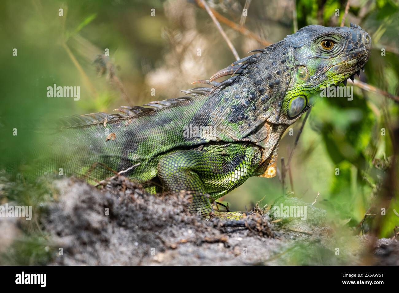 Alert green iguana near a canal in Palm Beach County, Florida. (USA) Stock Photo