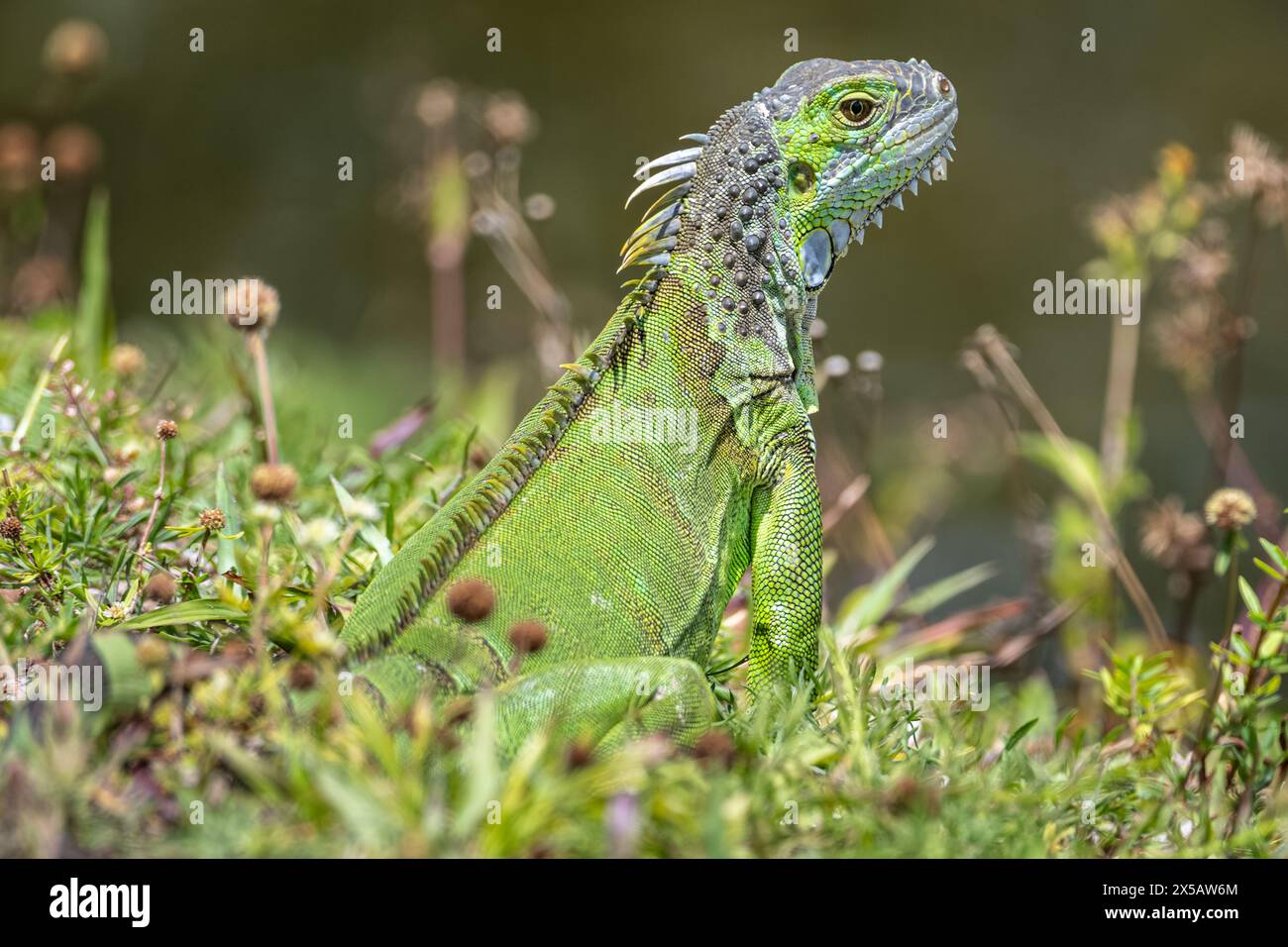 Alert green iguana near a canal in Palm Beach County, Florida. (USA) Stock Photo