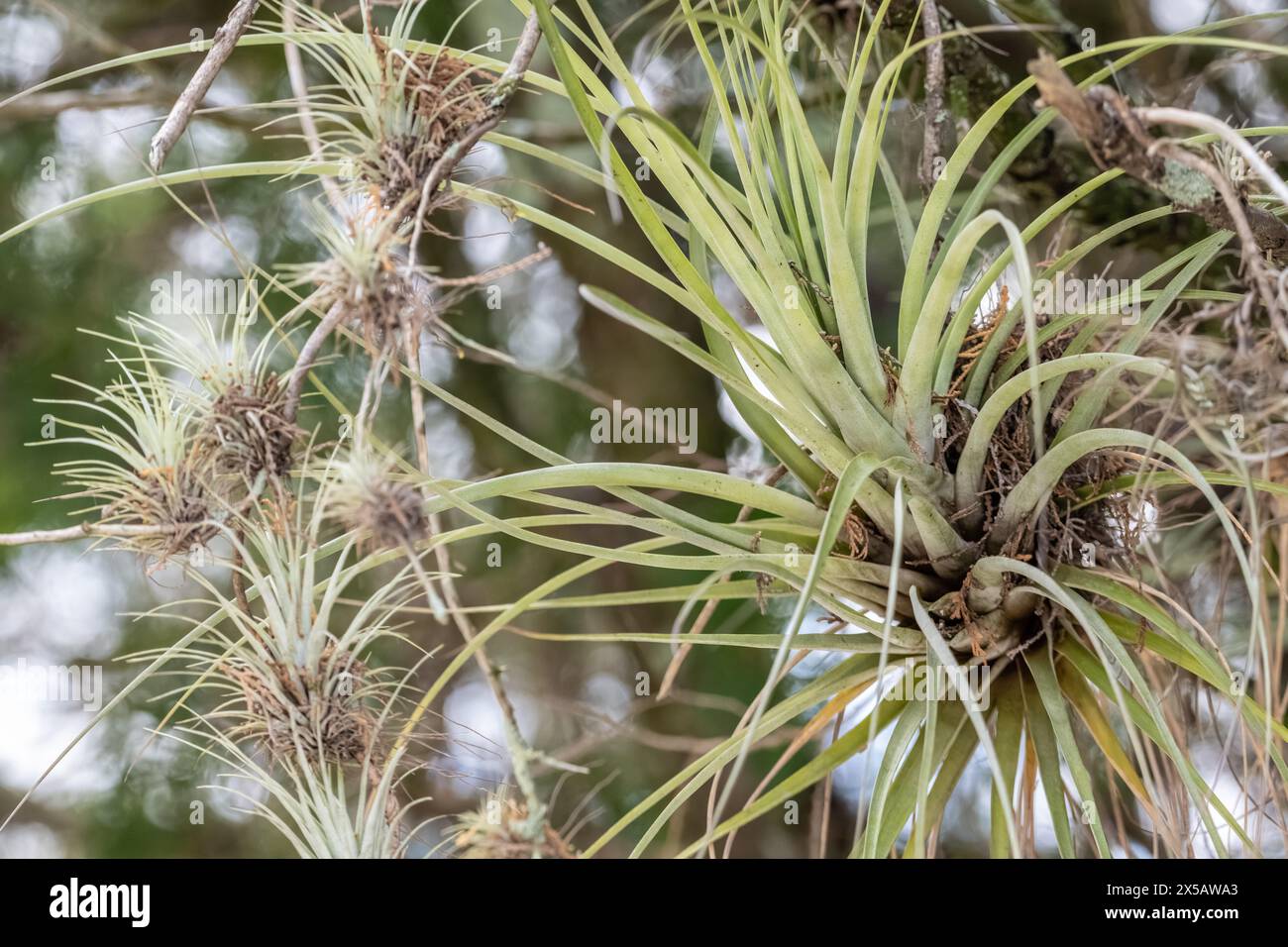 Epiphytes on tree hires stock photography and images Alamy
