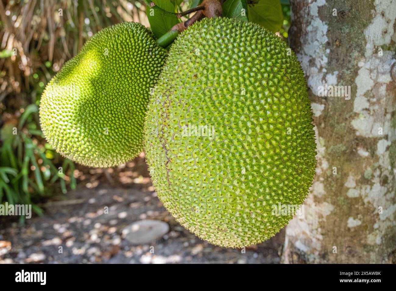 Green jackfruit (Artocarpus heterophyllus) growing in Palm Beach County, Florida. (USA) Stock Photo