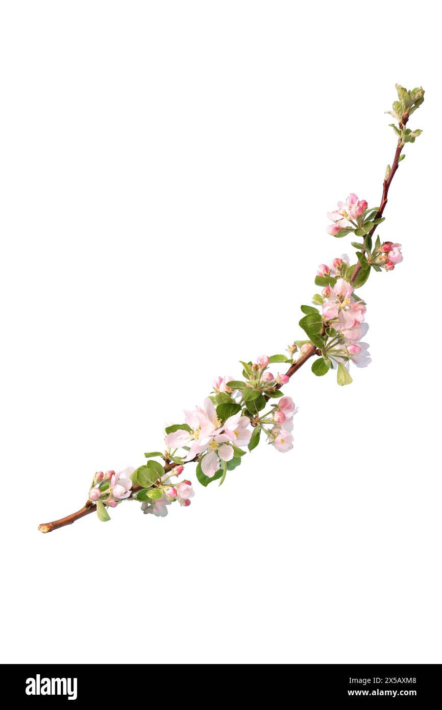 Blooming branch of an apple tree with white flowers and pink buds isolated on white background. Stock Photo