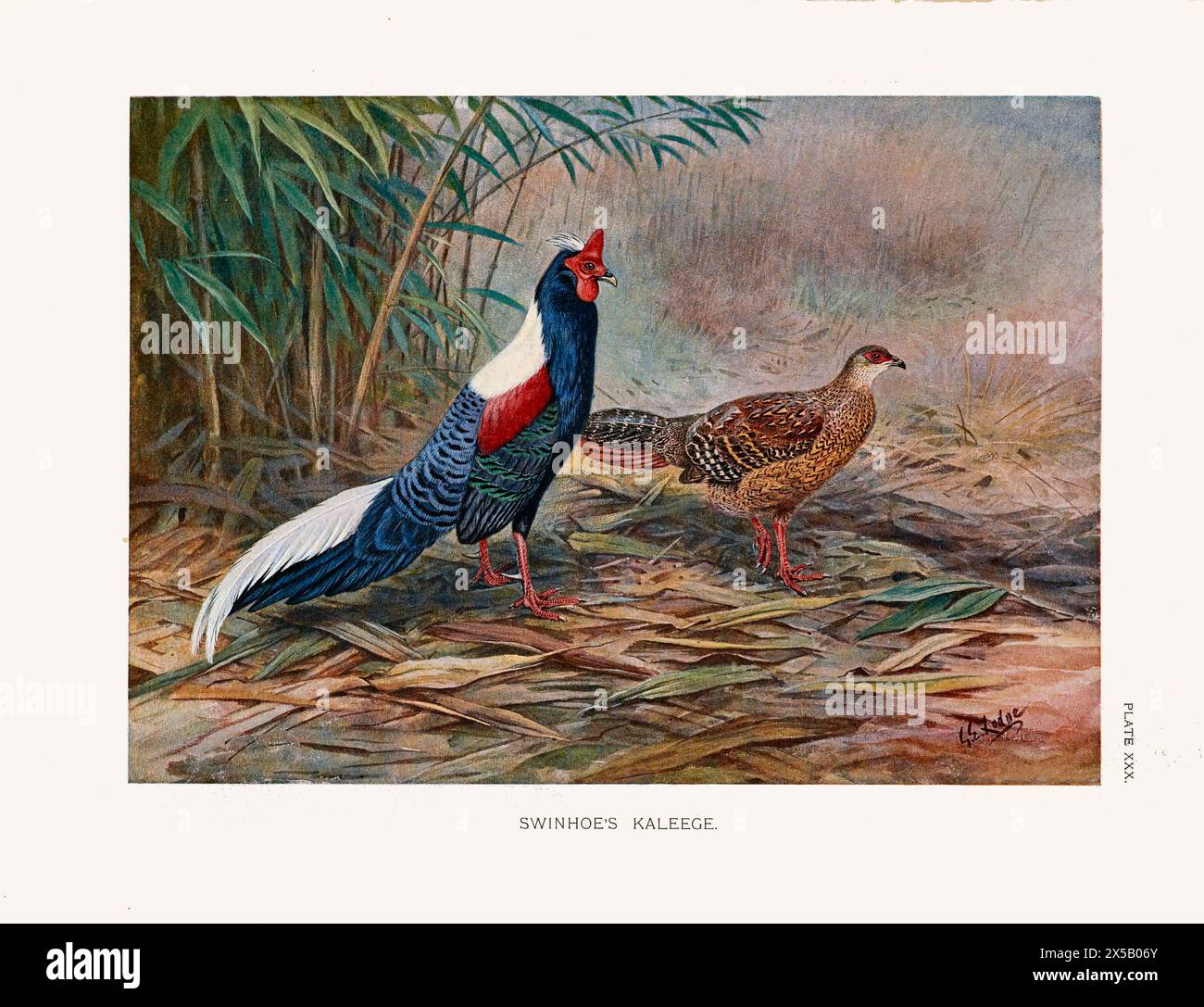 Common Pheasant Scientific Print - Elegant 19th-Century Ornithology Illustration of Game Birds