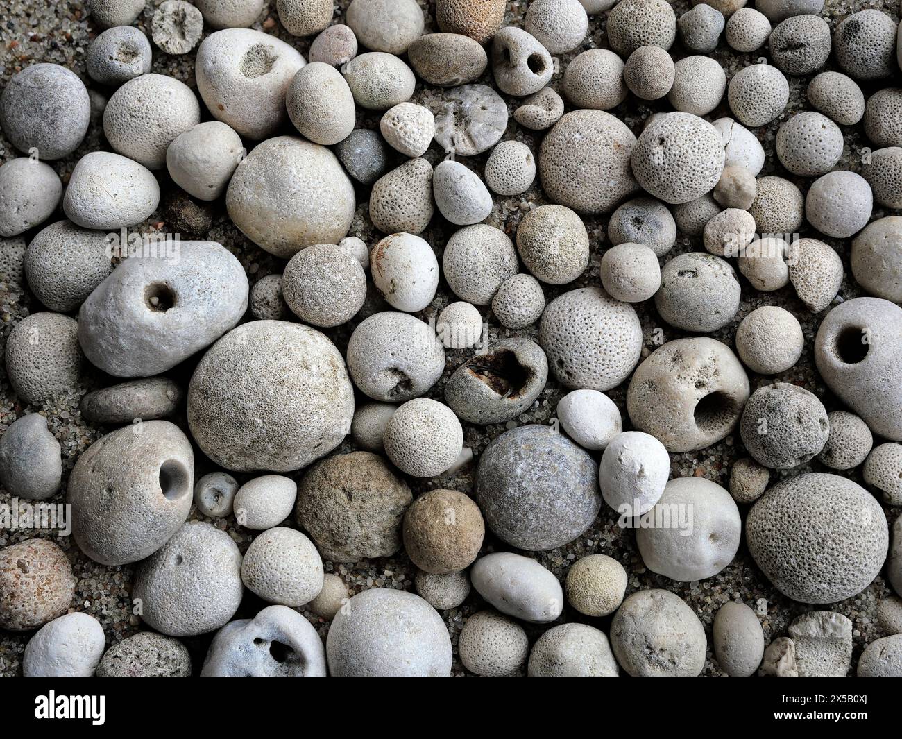 Small fossils from the Baltic Sea: petrified calcareous and siliceous sponges reminiscent of pearls. Ideal for collectors and decorative posters Stock Photo