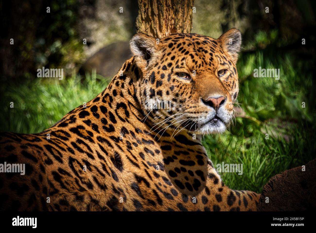 Jaguar at Dartmoor Zoo, UK Stock Photo Alamy