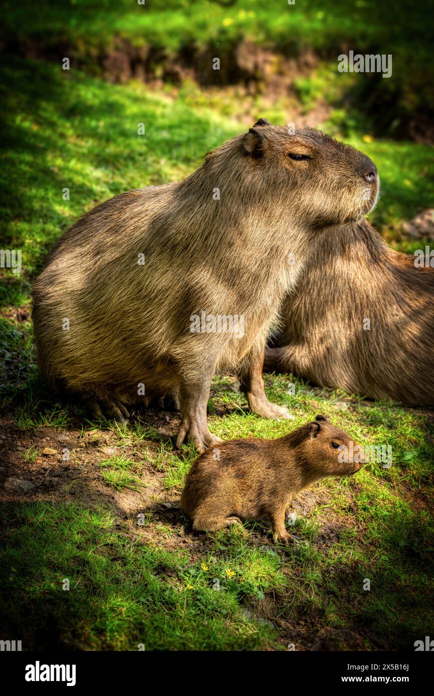 Capybara and young at Dartmoor Zoo, UK Stock Photo Alamy