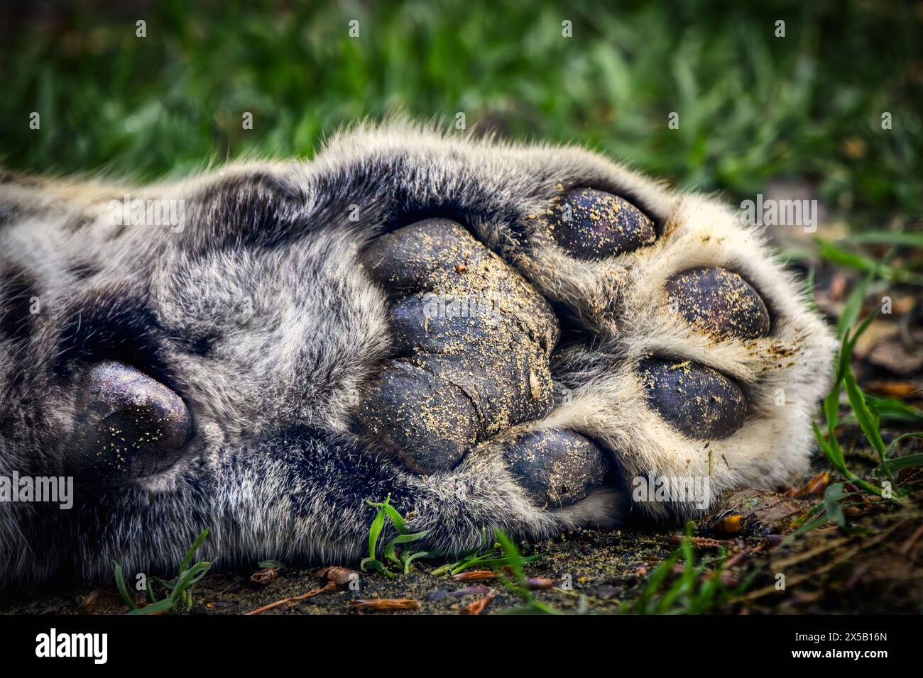 Amur leopard close up hi-res stock photography and images - Alamy
