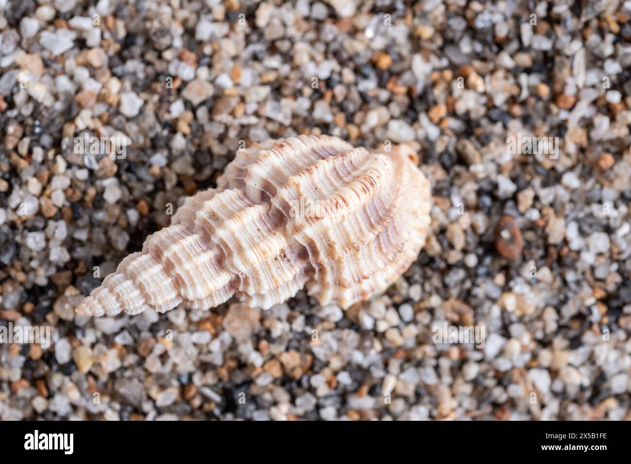 Depth Sea Shell Shell field hi-res stock photography and images - Alamy