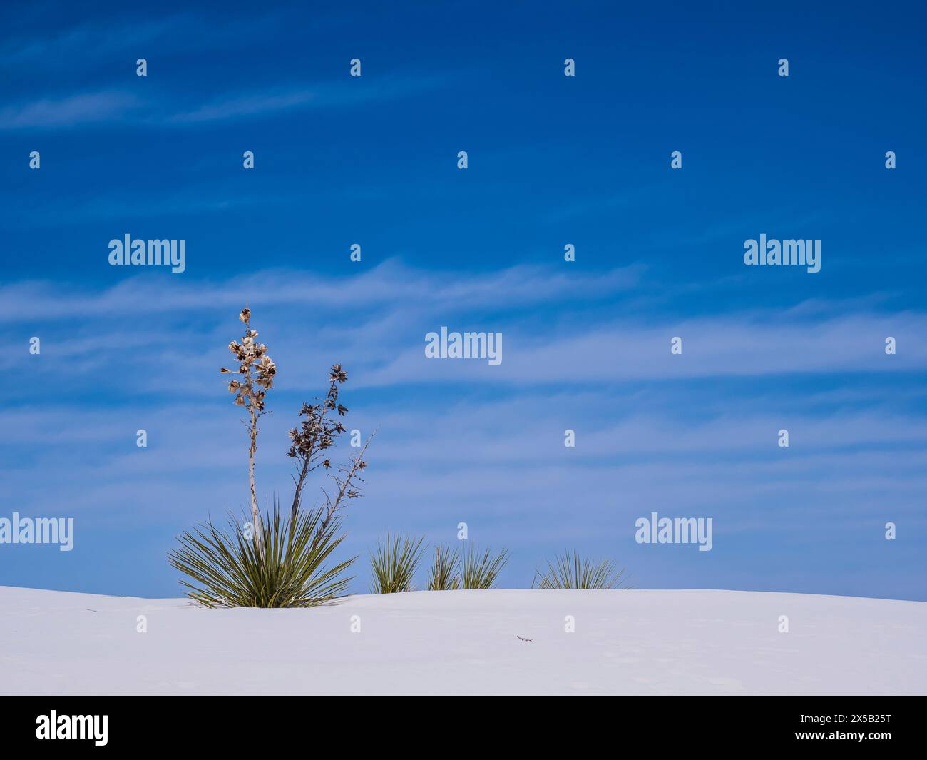 Soap tree yucca and dunes, White Sands National Park, Alamogordo, New Mexico. Stock Photo