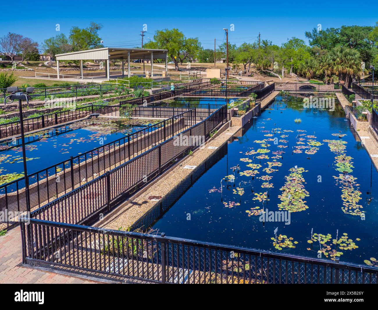International Waterlily Collection, San Angelo, Texas Stock Photo - Alamy