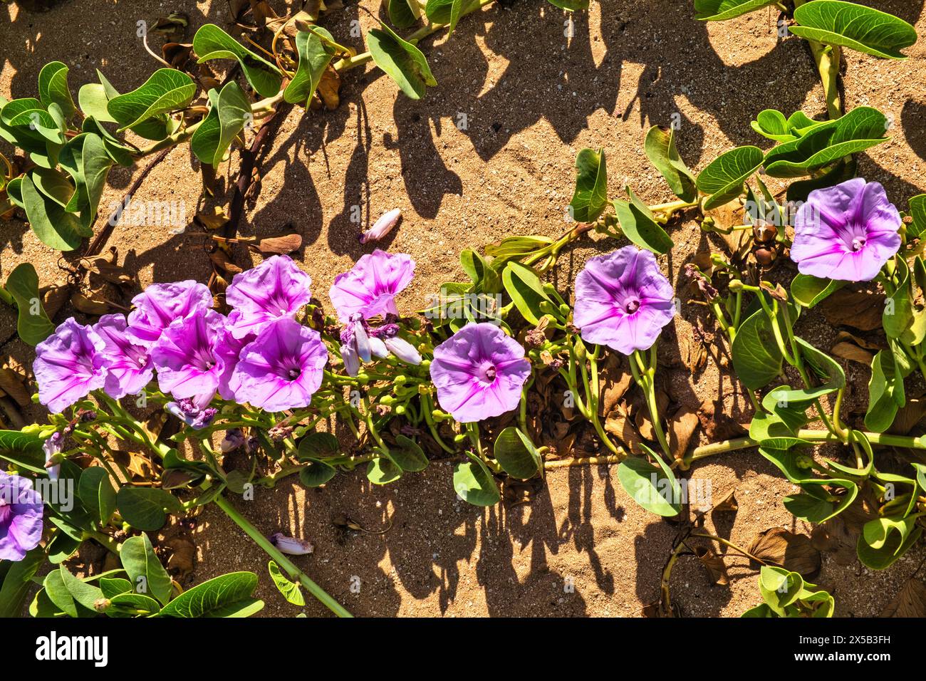 Flowers and leaves of the beach morning glory (Ipomoea pes-caprae), a bindweed, important for dune stabilisation. Stock Photo