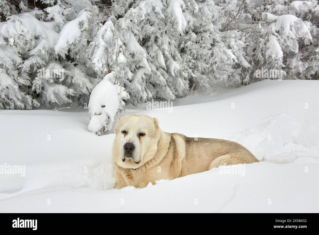 Alabai sheepdog enjoying the snow. Stock Photo