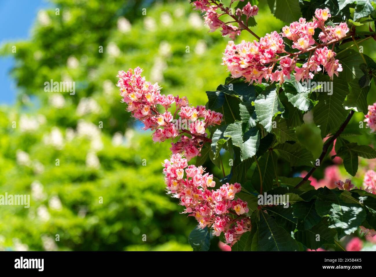 Branches of the flowering red horse-chestnuts with inflorescences Stock Photo