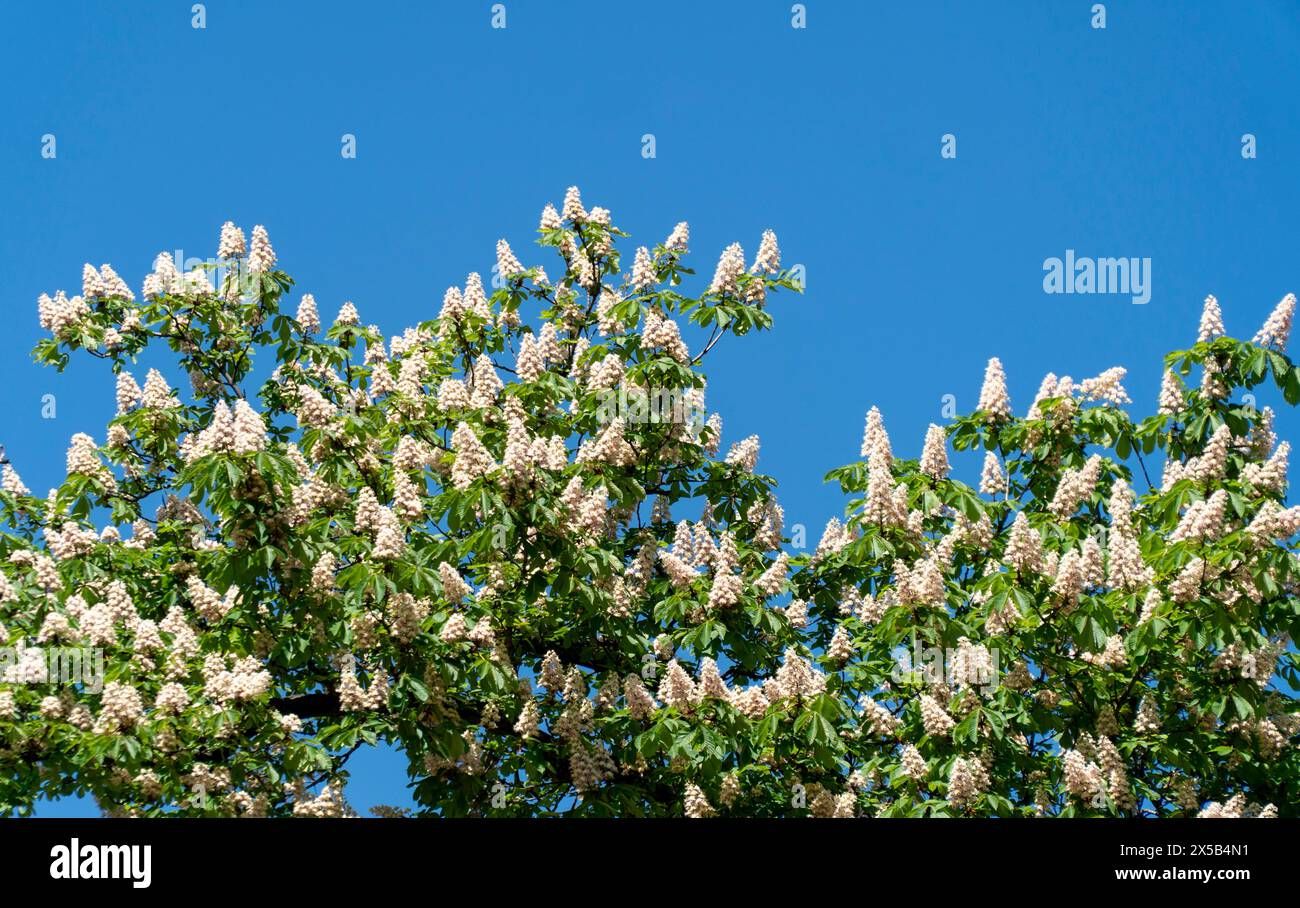Branches of the flowering horse-chestnuts with inflorescences Stock Photo