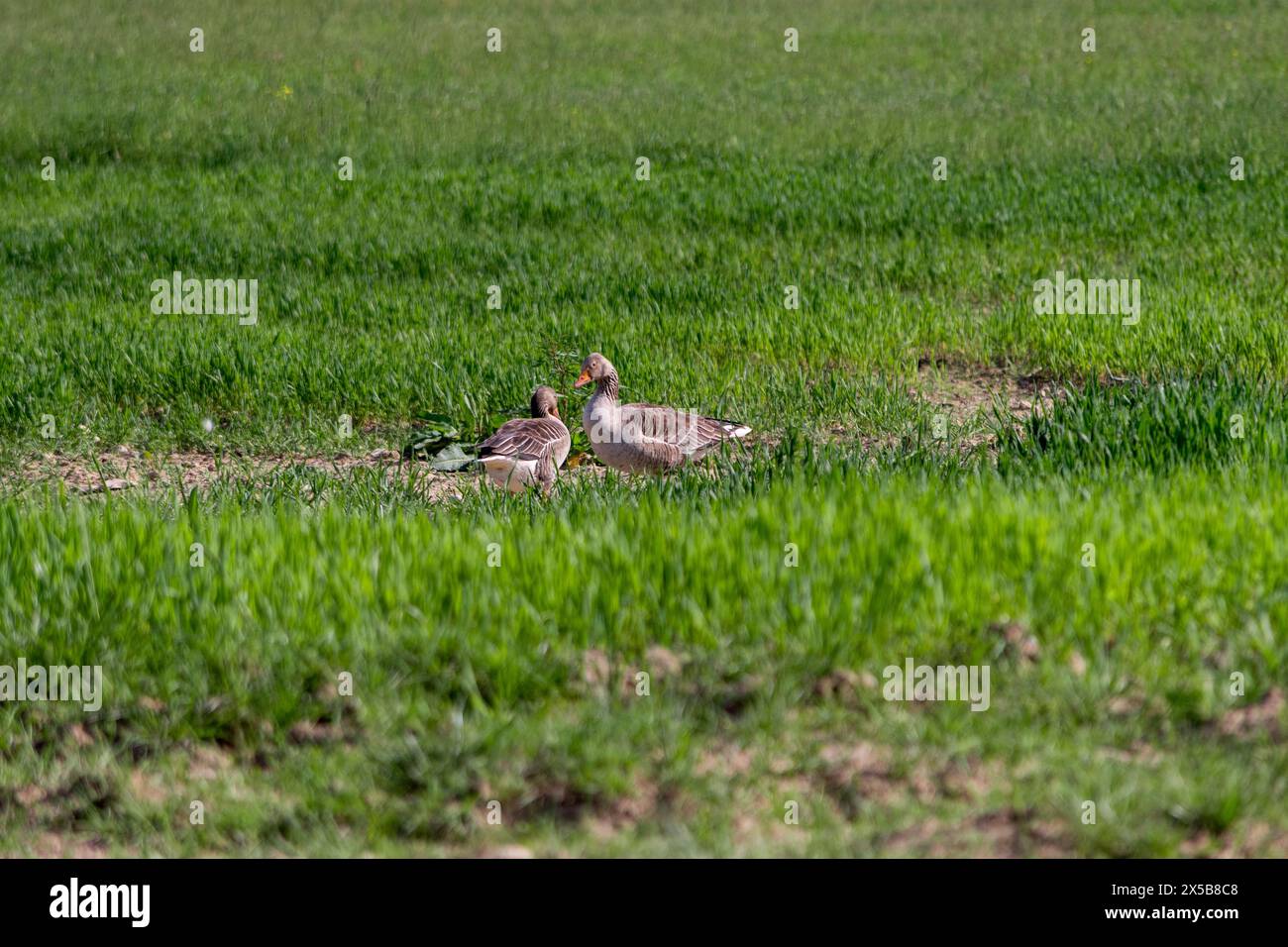 Wild geese in a newly sown field. Large Goose with white belly and rump searches for food. Stock Photo