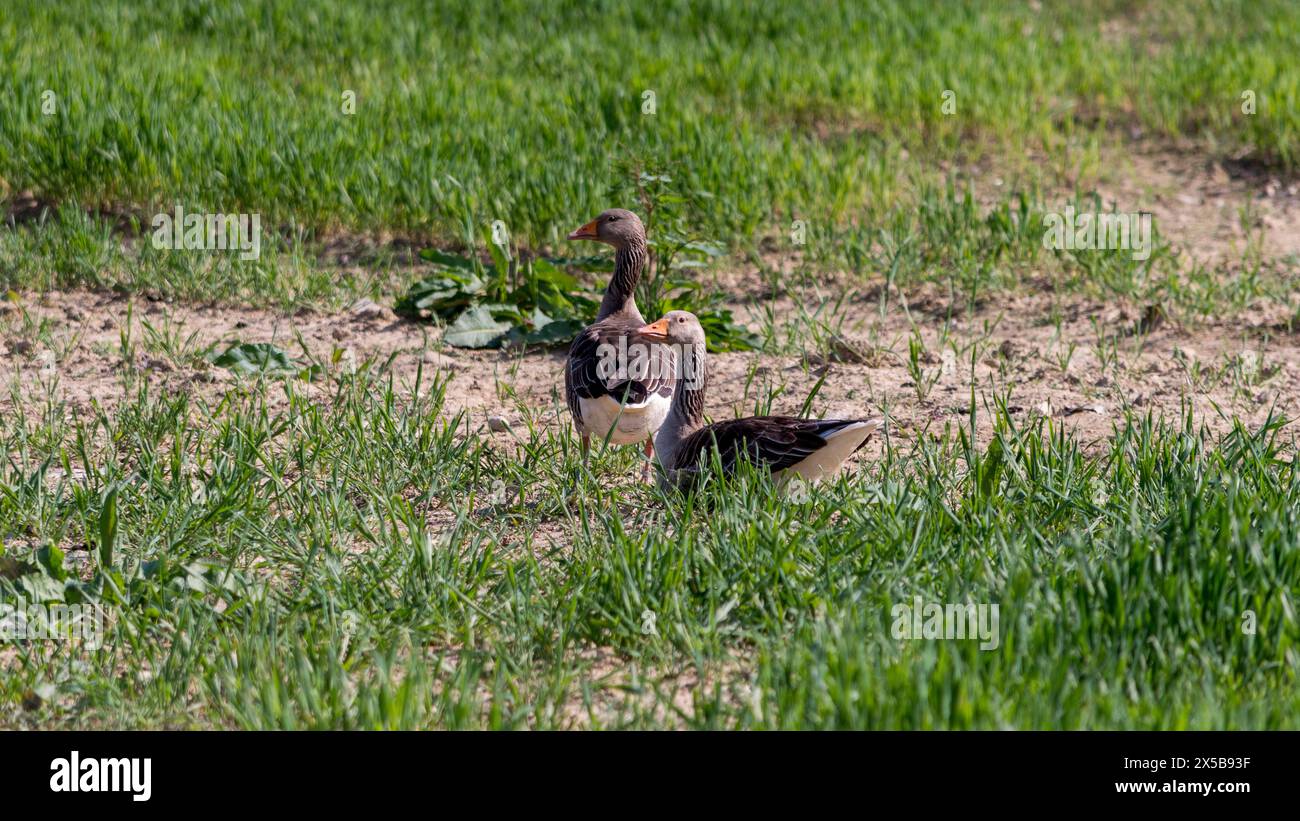 Wild geese in a newly sown field. Large Goose with white belly and rump searches for food. Stock Photo