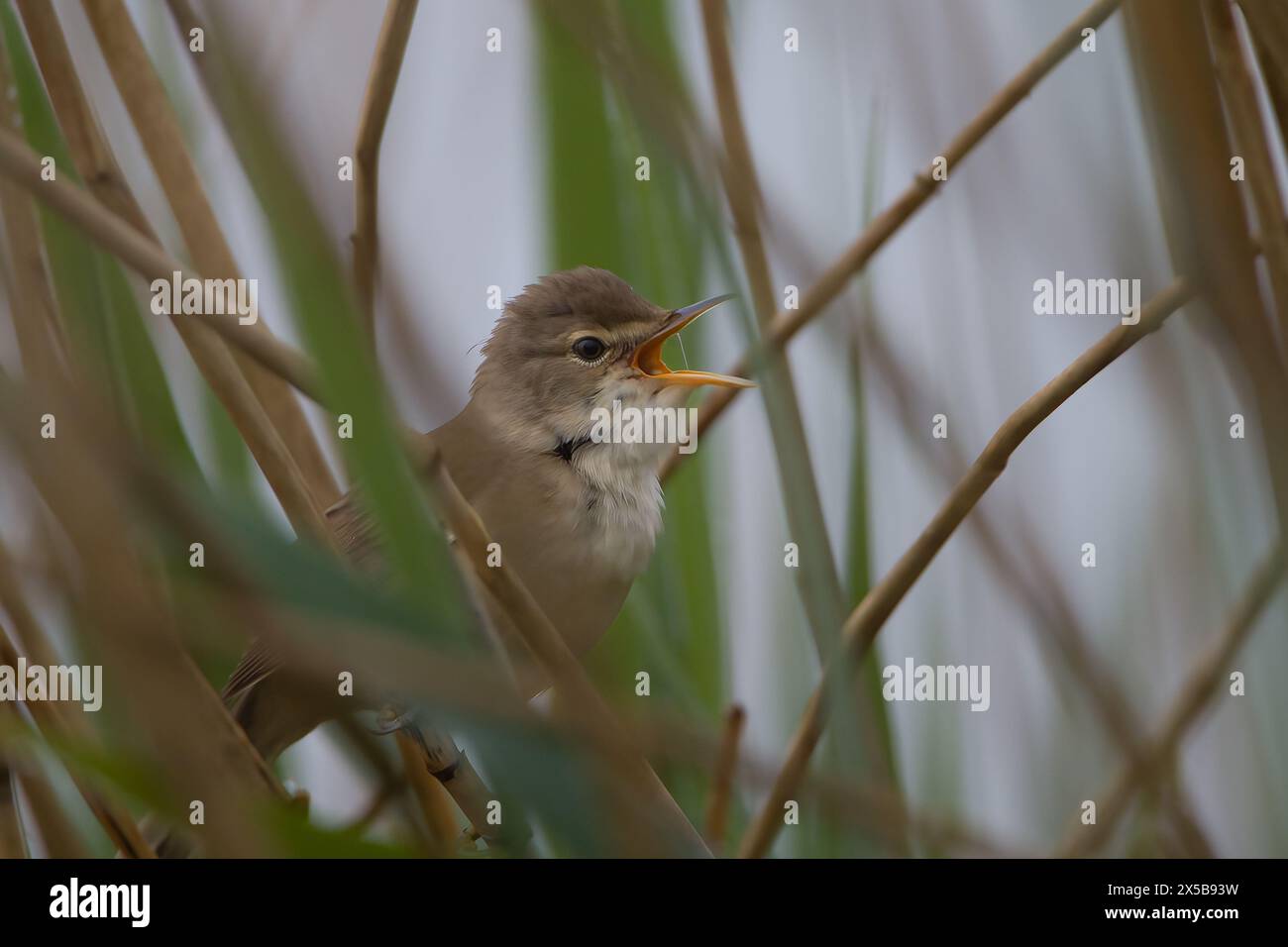 Common Reed Warbler Stock Photo Alamy