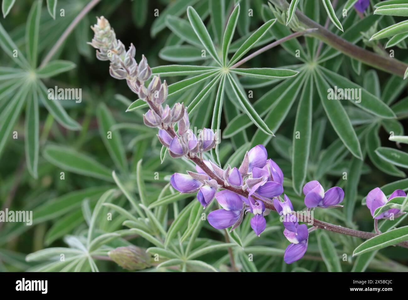 Longleaf Bush Lupine, Lupinus Longifolius, a glorious native shrub