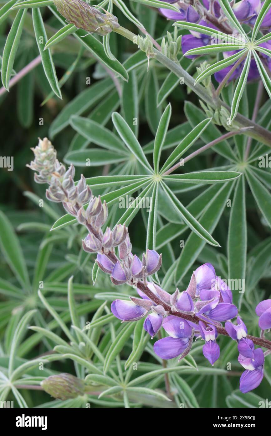 Longleaf Bush Lupine, Lupinus Longifolius, a glorious native shrub