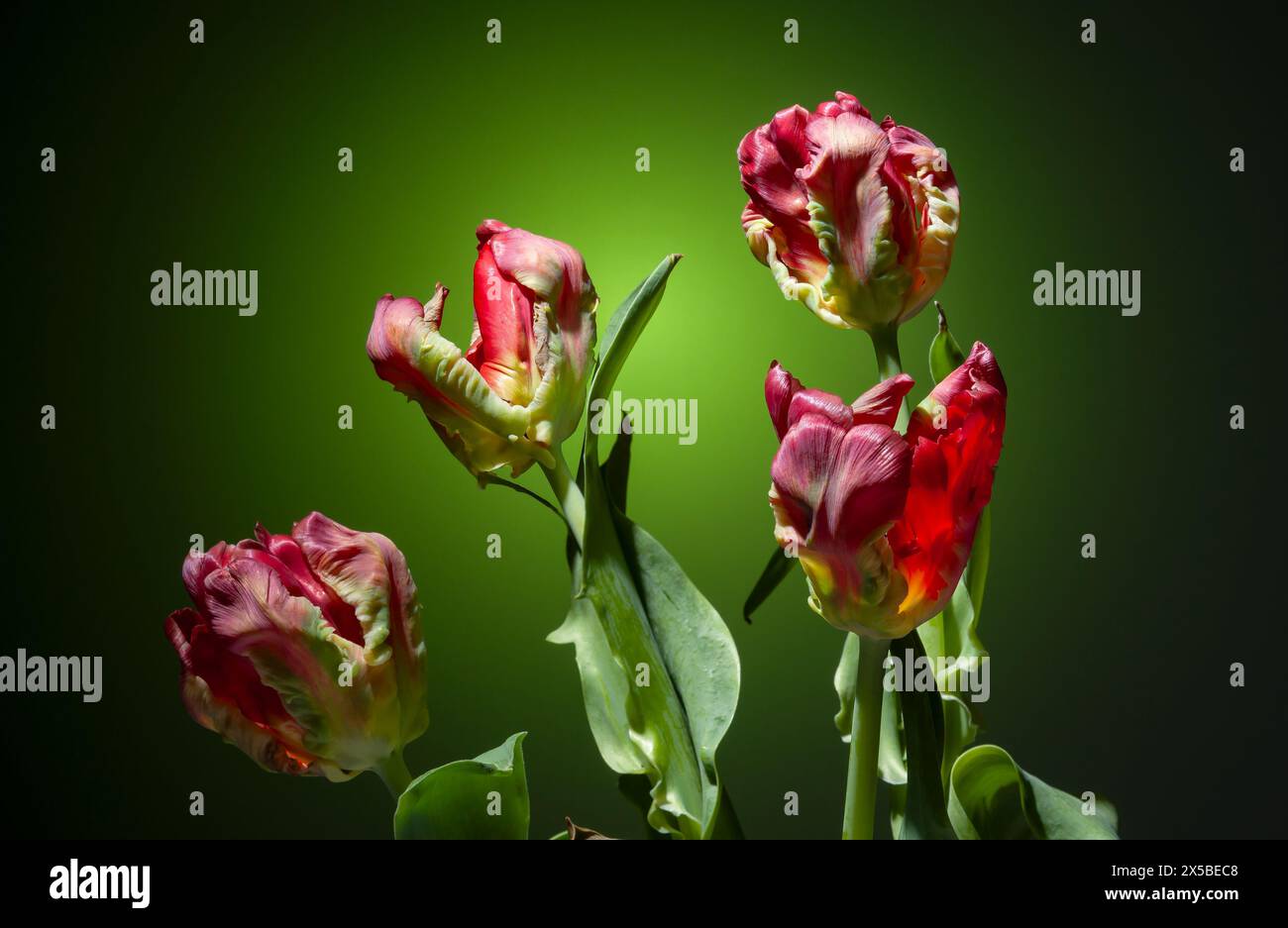 four red tulips with strange fluted petals, on a green grandient graduated background from close distance, still life with high dynamic range Stock Photo