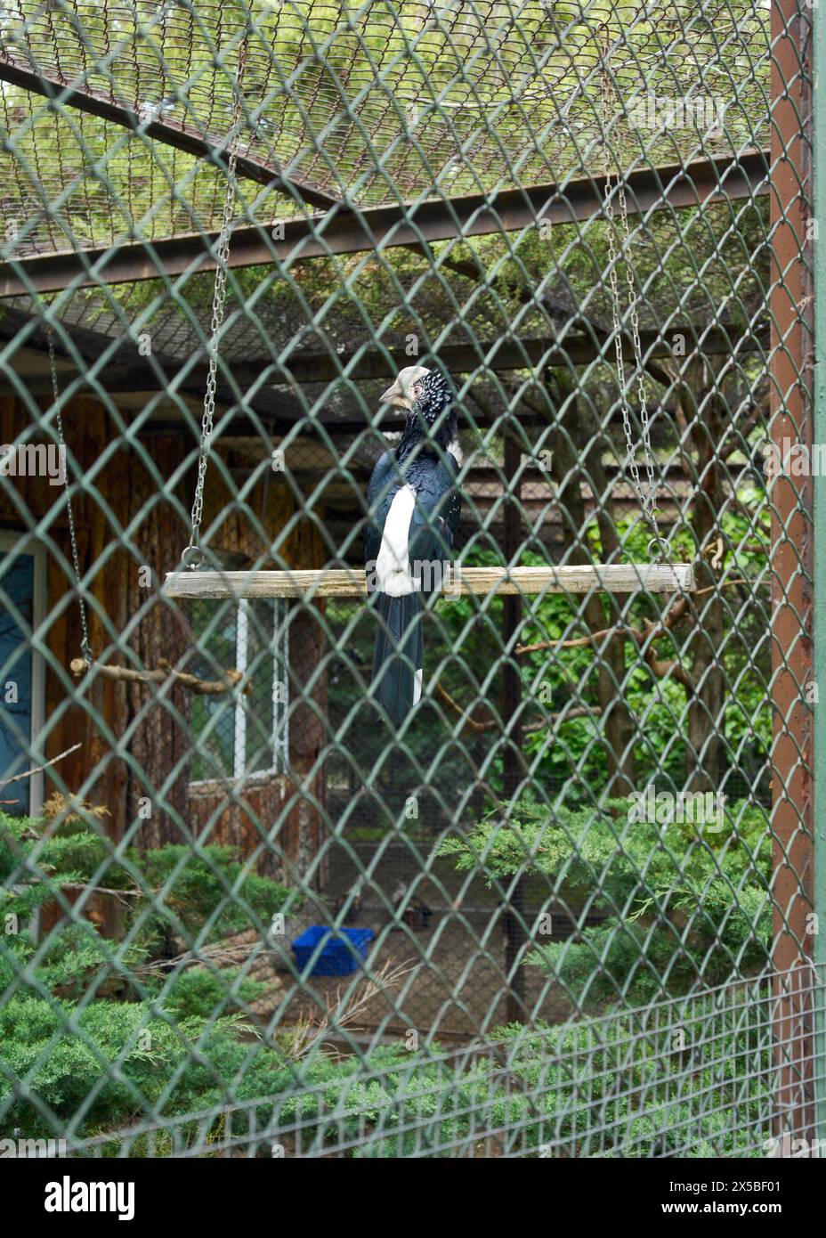 Silvery-cheeked hornbill Bycanistes brevis in its cage in captivity in Sofia Zoo, Sofia Bulgaria, Eastern Europe, Balkans, EU Stock Photo