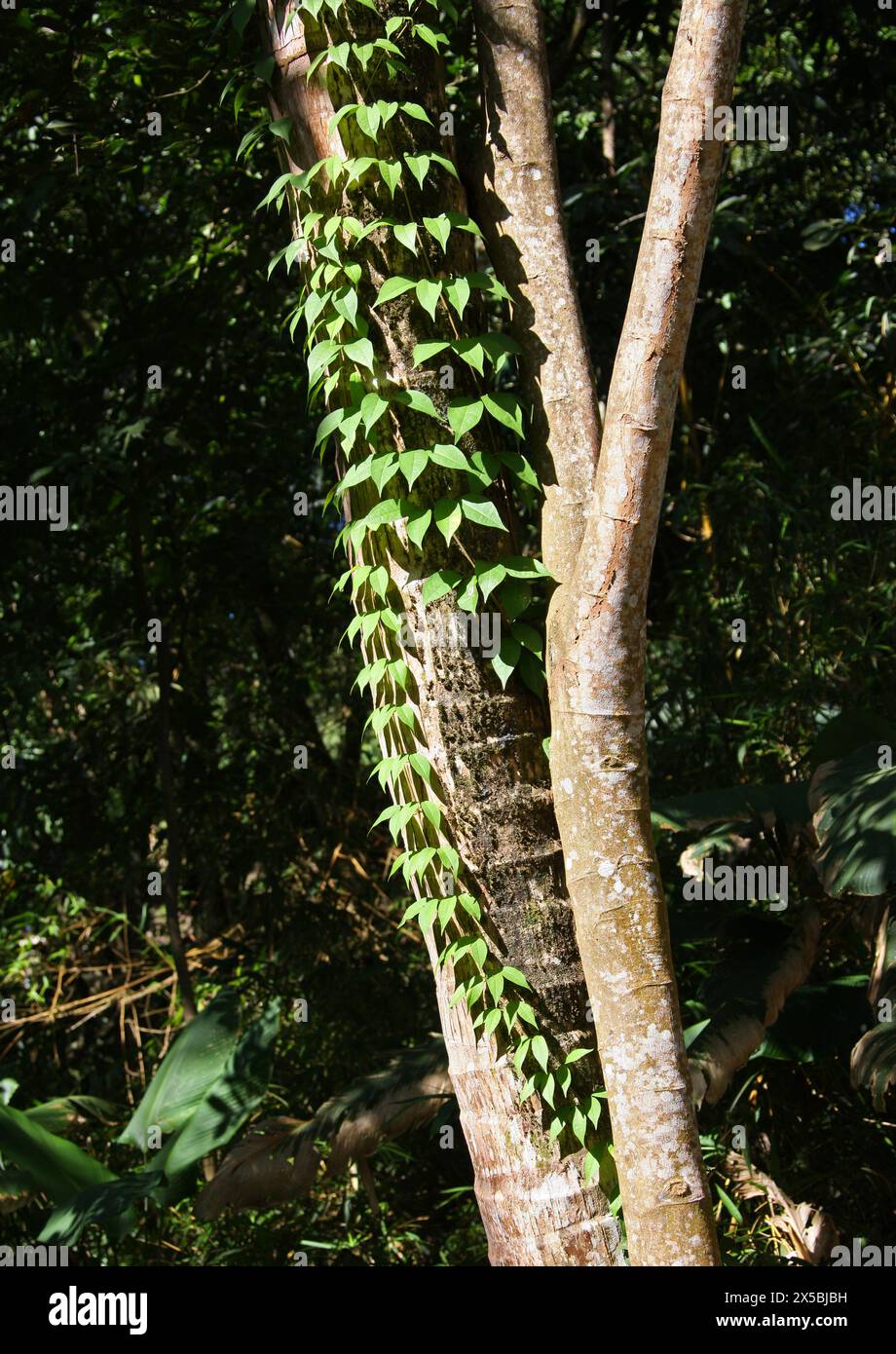 A Tropical Vine Growing on a Tree, Manuel Antonio, Costa Rica, Central America. Stock Photo