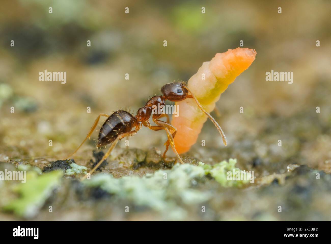 A foraging Crazy Ant (Nylanderia flavipes) worker carries a scavenged insect larva back to its nest. Stock Photo