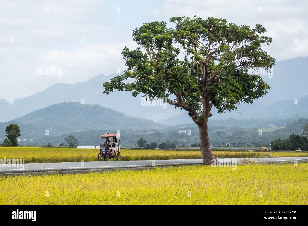 Paddy rice field windy hi-res stock photography and images - Alamy