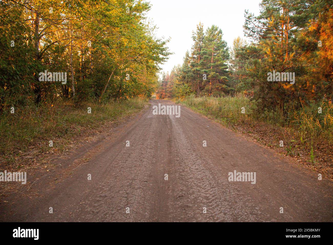 ground road into fog at summer sunrise Stock Photo - Alamy