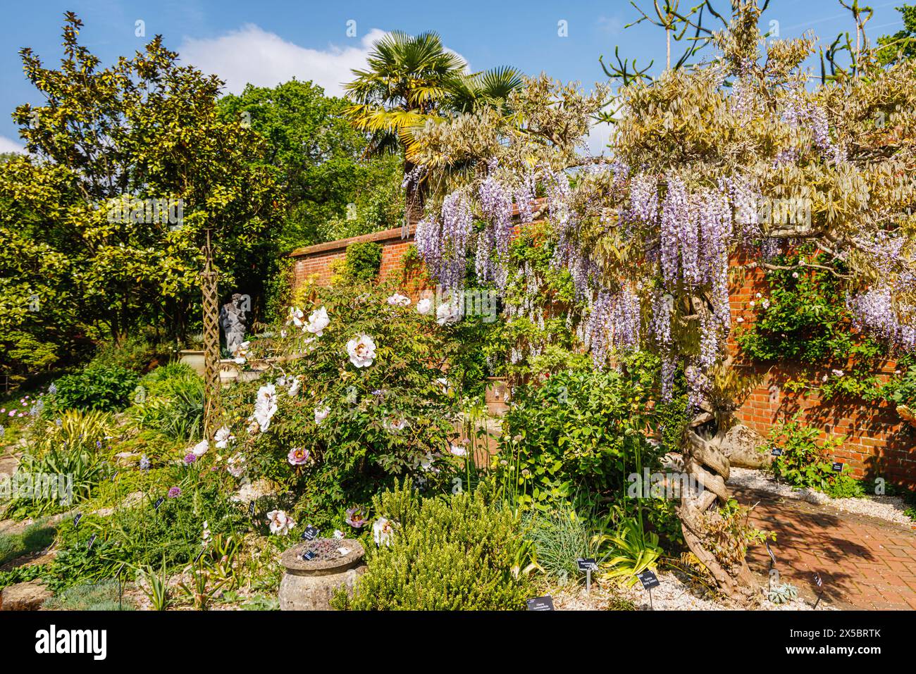 Wisteria floribunda issai perfect hi-res stock photography and images -  Alamy