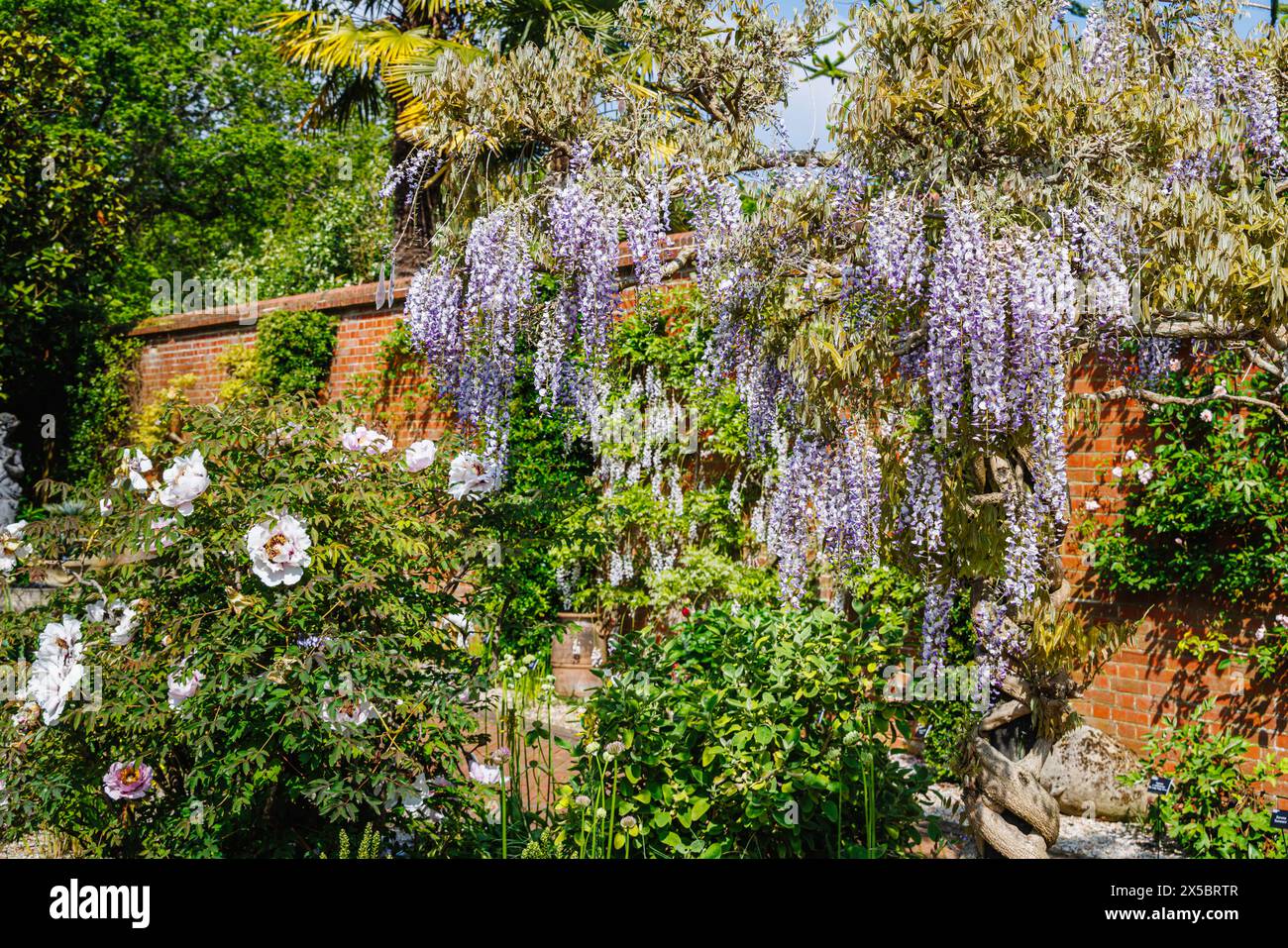 Wisteria floribunda issai perfect hi-res stock photography and images -  Alamy