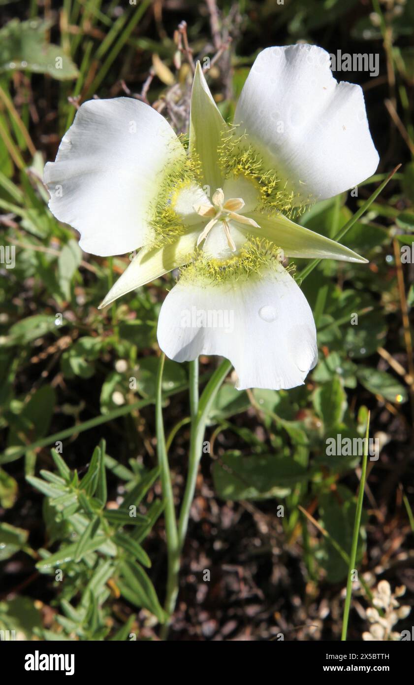 Gunnison's Mariposa Lily (Calochortus gunnisonii) white wildflower in Beartooth Mountains, Montana Stock Photo
