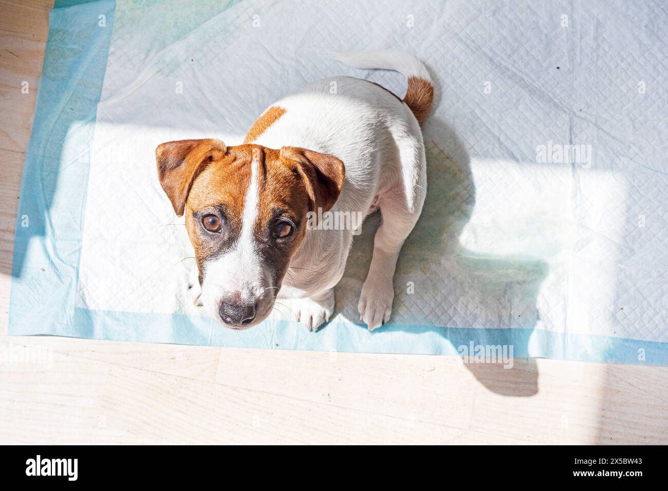 training a small Jack Russell Terrier puppy to use a diaper on the toilet in the house Stock