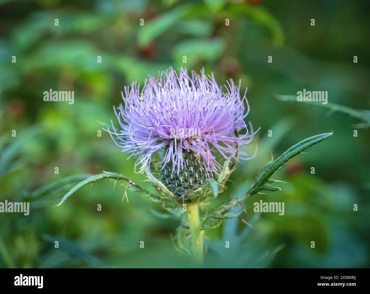 Asteraceae Cirsium arvense or Canada thistle, closeup of young blossom with selective focus. AKA creeping thistle and lettuce from hell Stock Photo