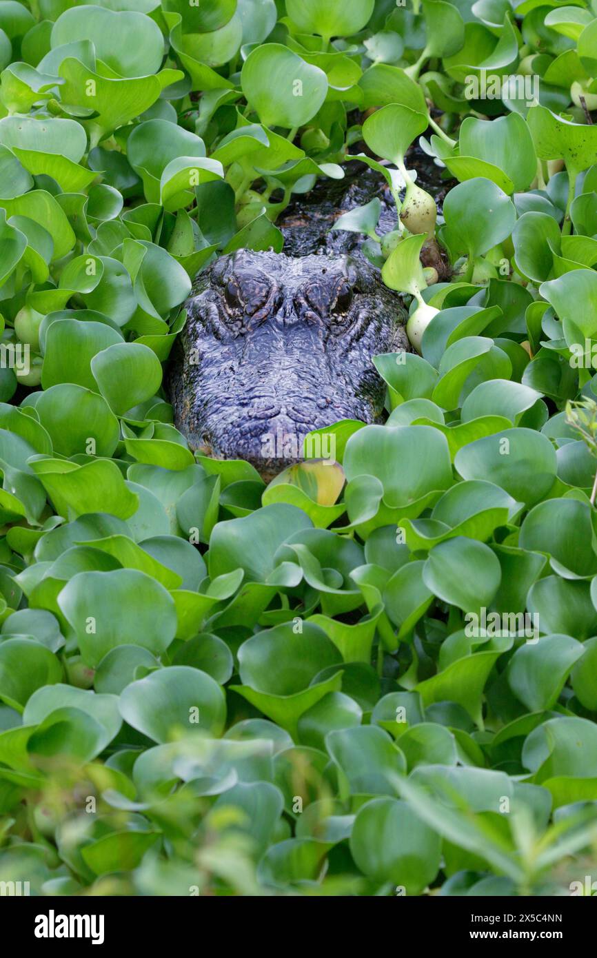 American alligator (Alligator mississippiensis) hiding in thickets of water hyacinth (Pontederia [Eichhornia] crassipes), Brazos Bend SP, Texas Stock Photo