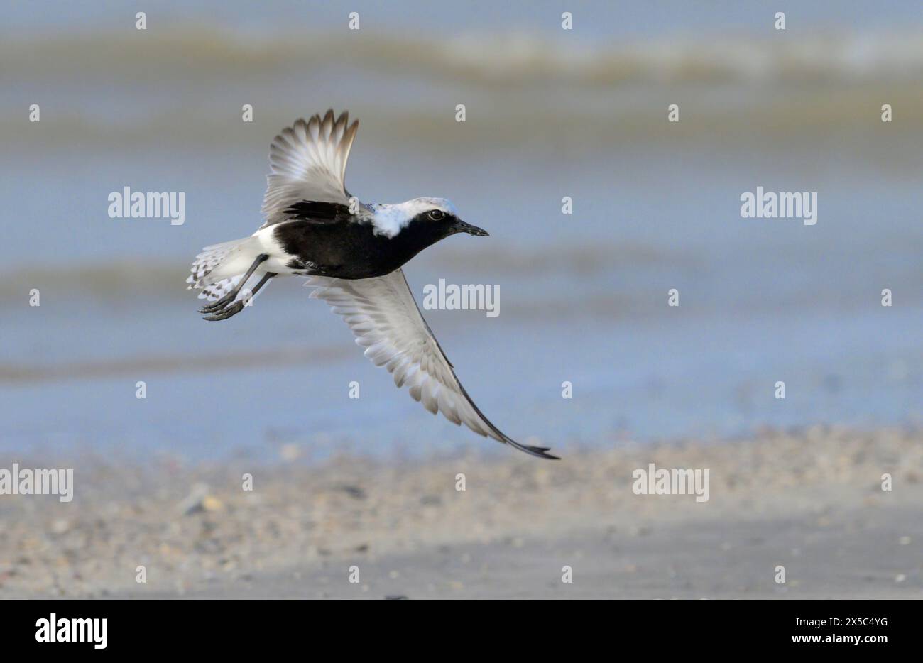 Black-bellied plover (Pluvialis squatarola) taking off from sandy beach during the spring migration, Galveston, Texas, USA. Stock Photo