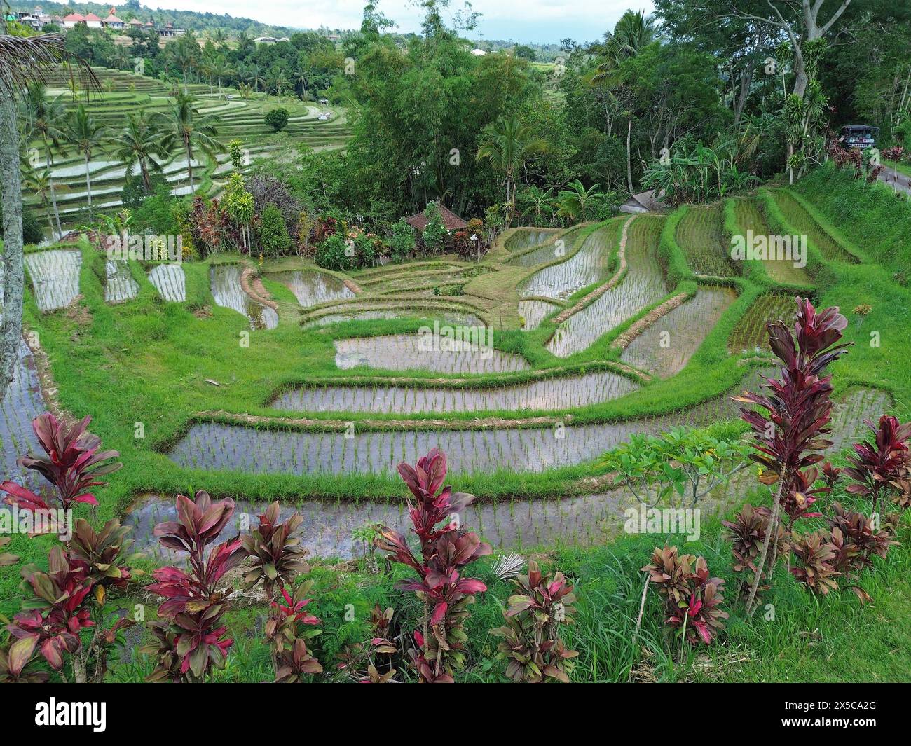 Tropical bali rice paddies hi-res stock photography and images - Alamy
