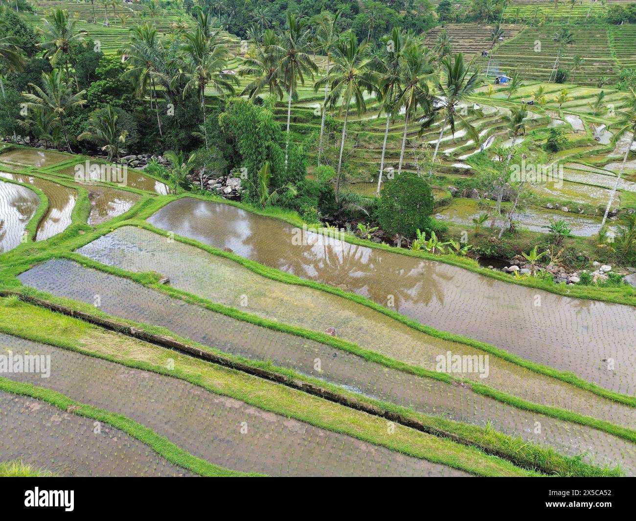 Tropical agriculture - Jatiluwih Rice Terraces, Bali, Indonesia Stock Photo