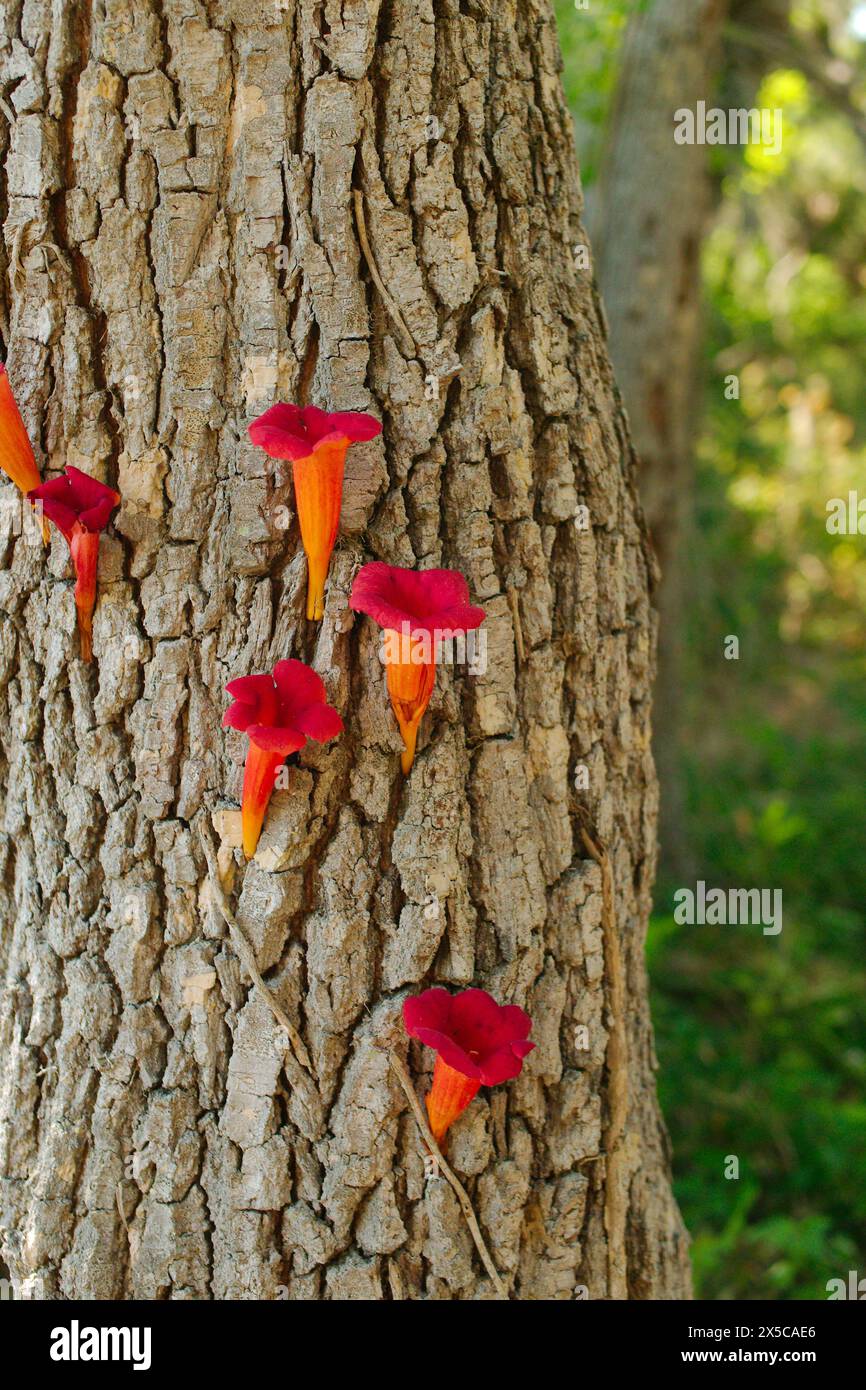 Close view on the side of a tree bark in sunlight Trumpet vines (Campsis radicans)  creeper clusters of showy red and orange trumpet shaped blooms. Stock Photo