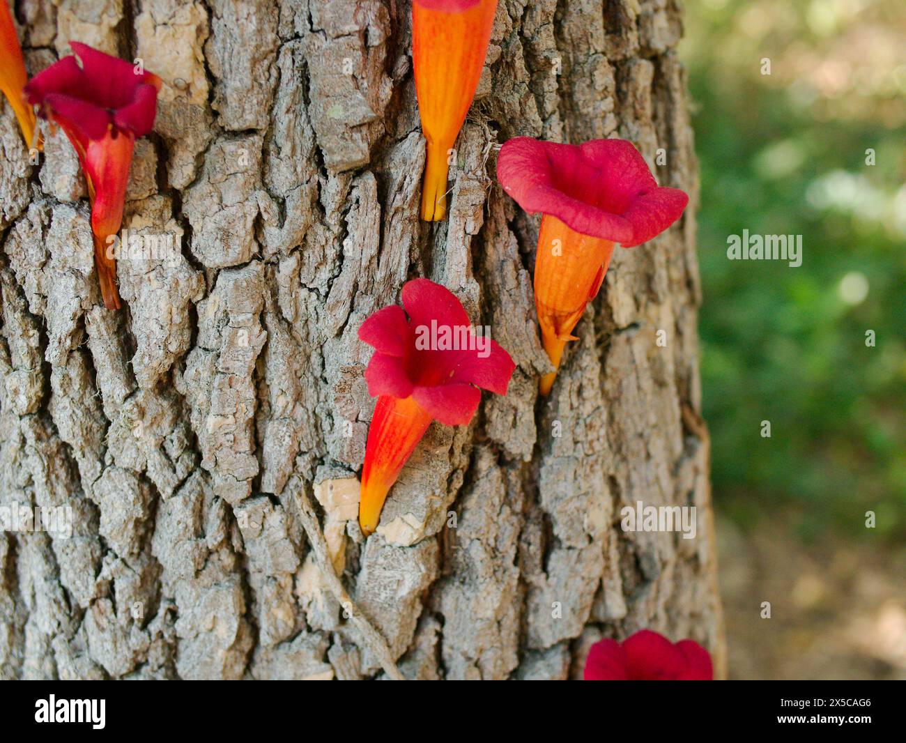 Close view on the side of a tree bark in sunlight Trumpet vines (Campsis radicans)  creeper clusters of showy red and orange trumpet shaped blooms. Stock Photo