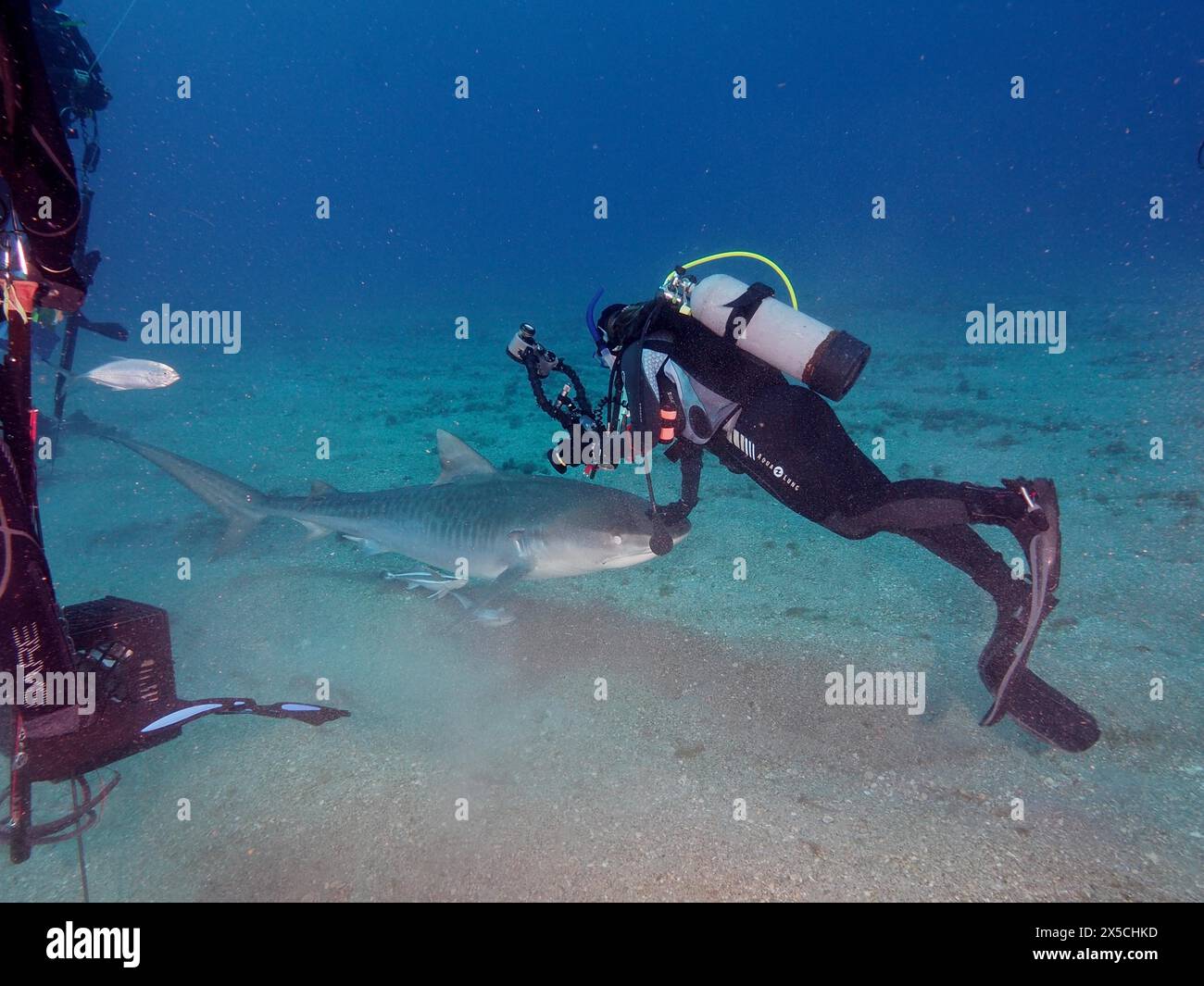 Correct behaviour: A diver pushes an intrusive Tiger Shark (Galeocerdo cuvier) aside with gentle pressure on the nose. Dive site Jupiter, Florida, USA Stock Photo